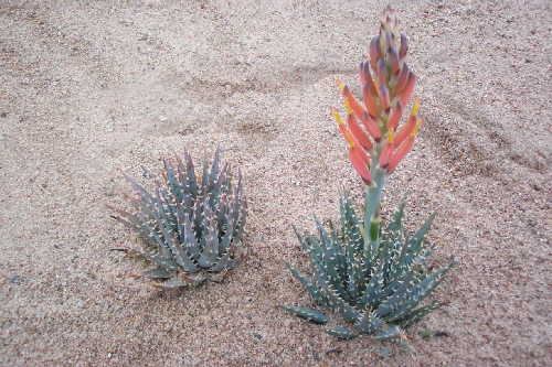 aloe longistyla